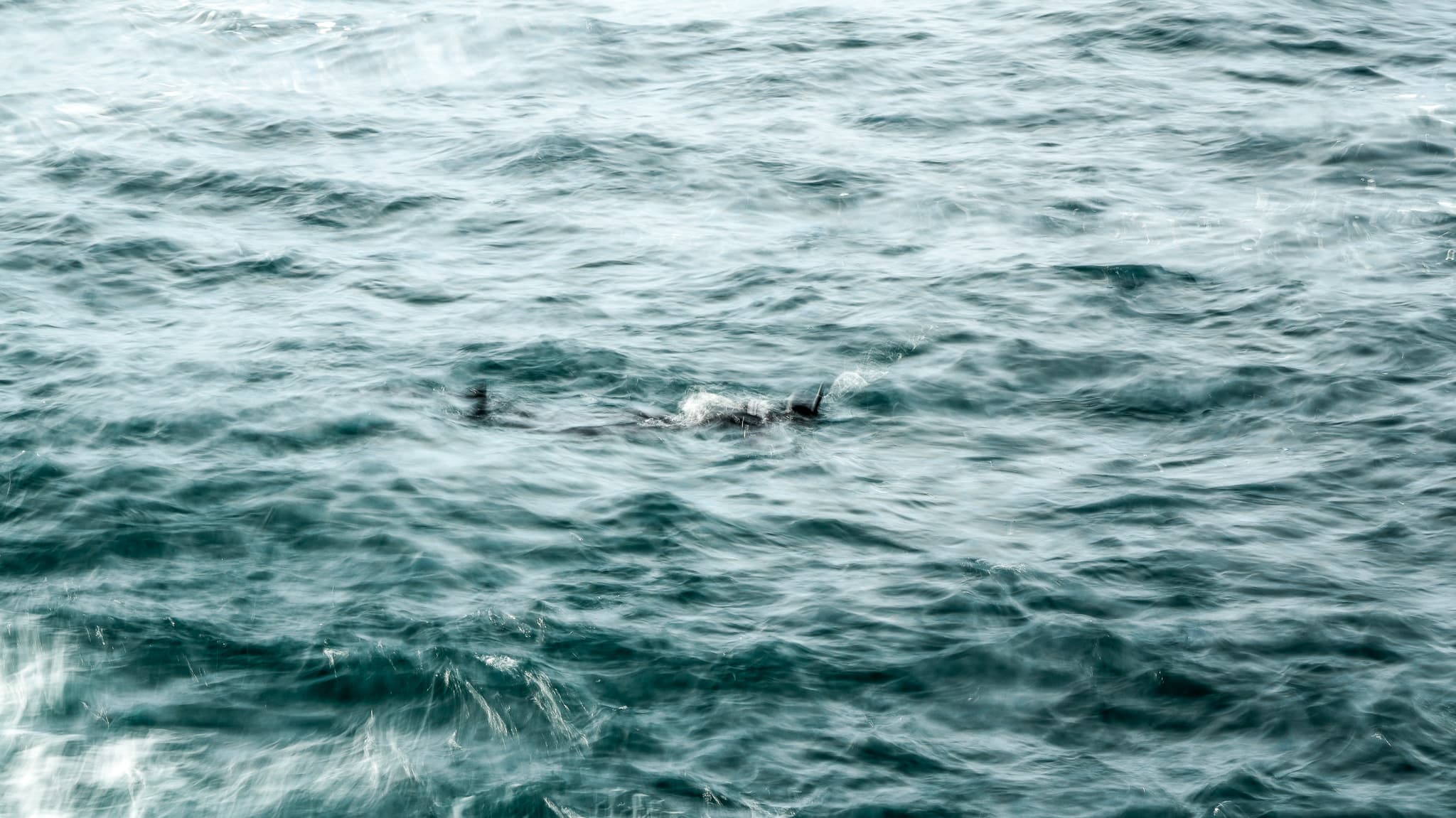 Buzo 2 - Fotografía artística del mar por Cristian Letelier (Yiasau)