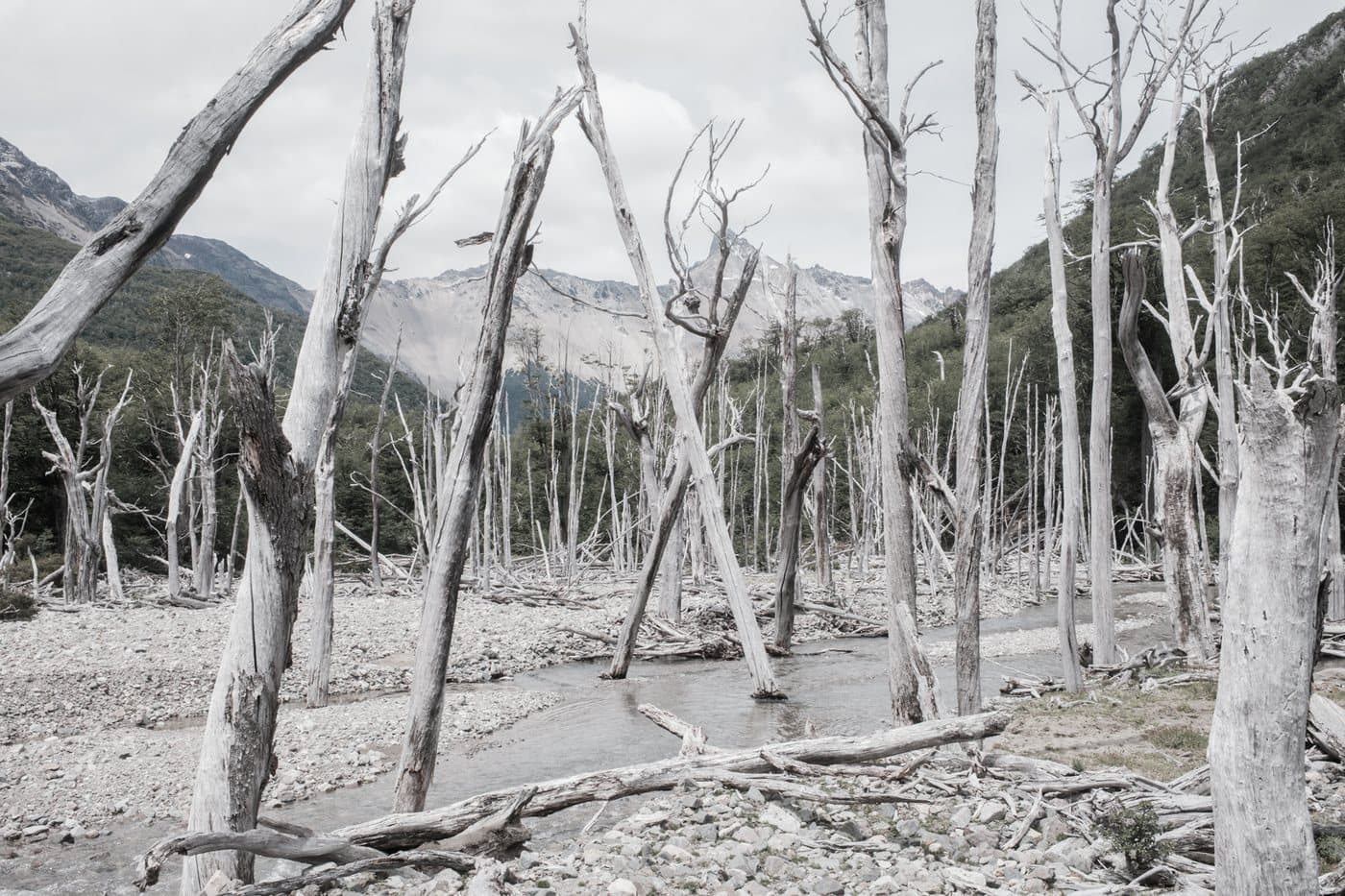 Patagonia — Bosque, viento y fin del mundo
