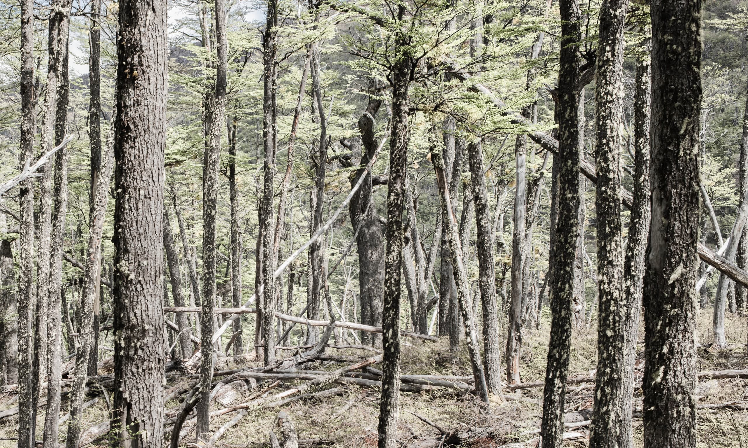 Bosques patagónicos — 1 / 4. Fotografía de Cristian Letelier