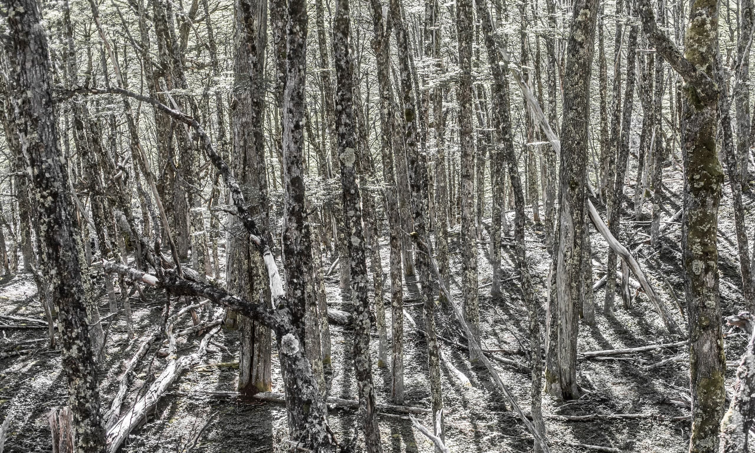 Bosques patagónicos — 2 / 4. Fotografía de Cristian Letelier