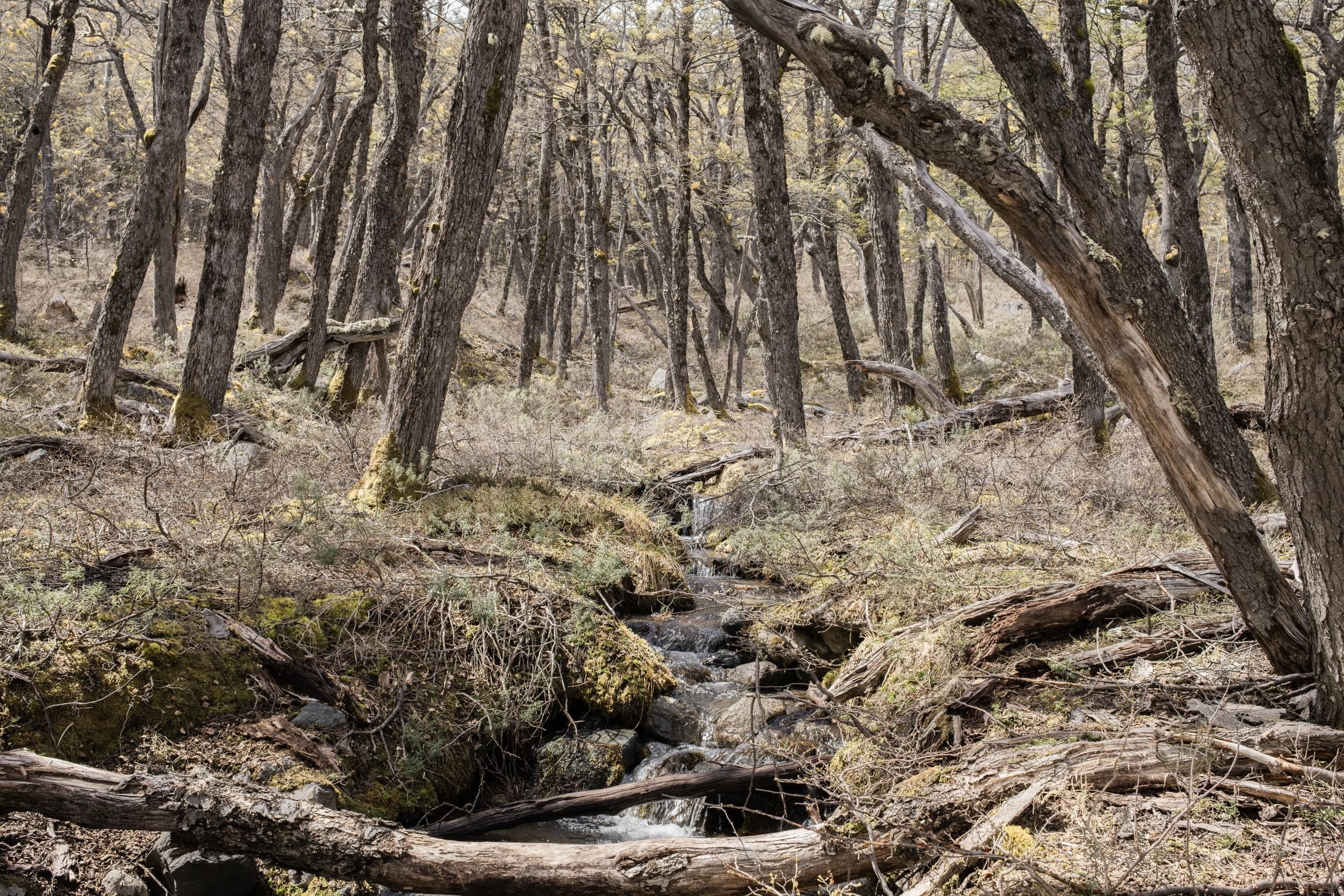 Bosques patagónicos — 3 / 4. Fotografía de Cristian Letelier