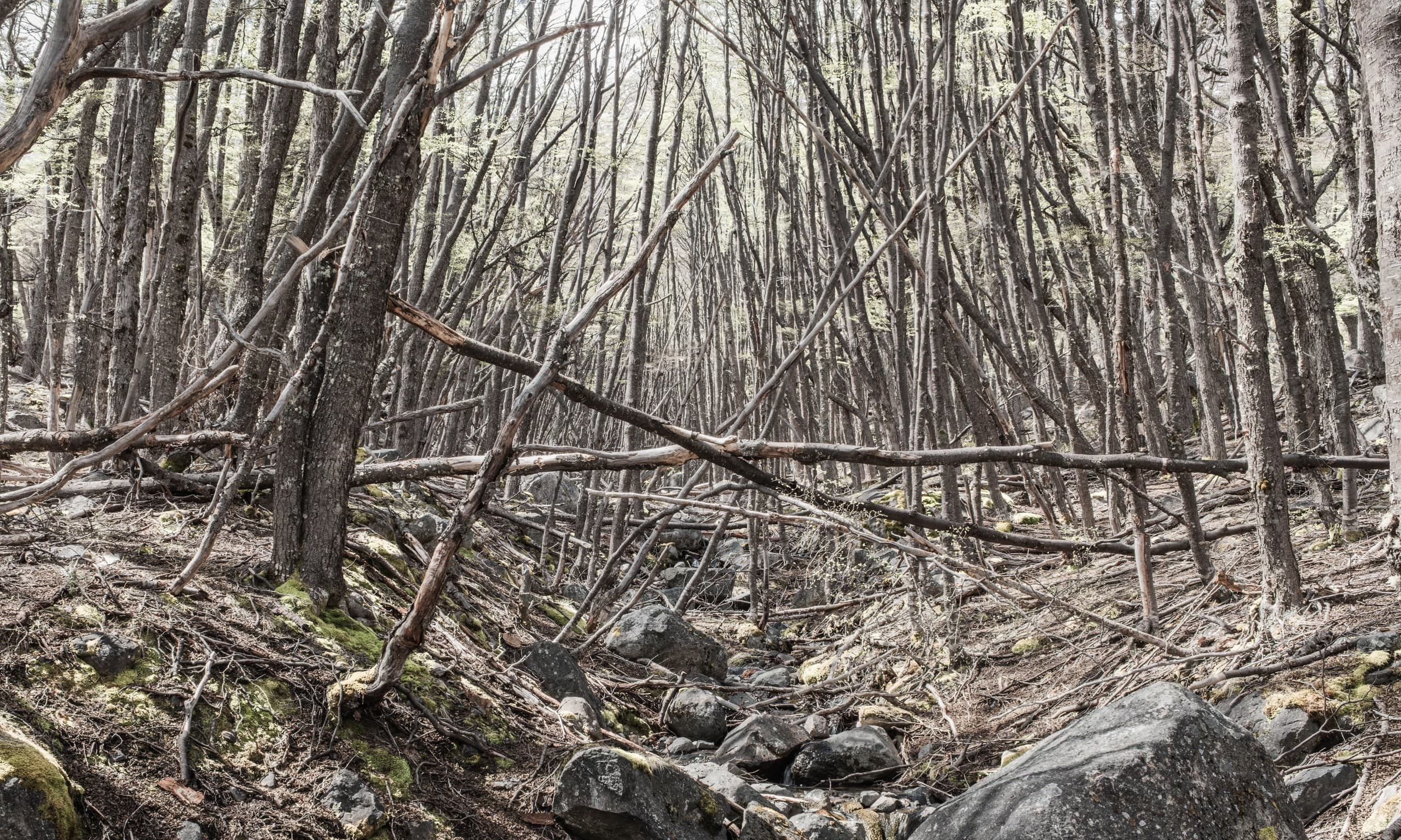 Bosques patagónicos — 4 / 4. Fotografía de Cristian Letelier
