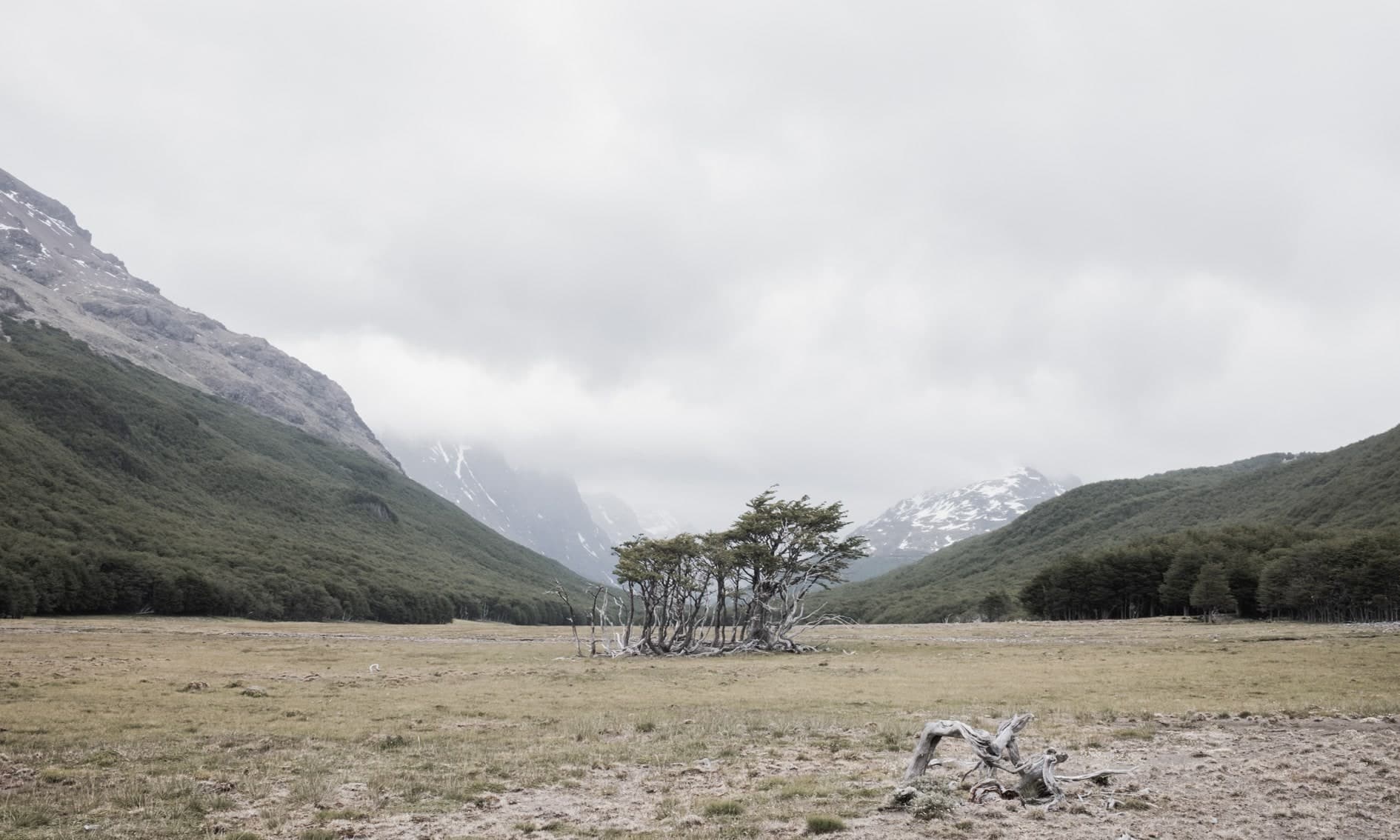 Valle patagónico con arbusto solitario, montañas nevadas, cielo nublado y tronco seco en primer plano; color desaturado. Tierra #S1, fotografía de Cristian Letelier, edición limitada