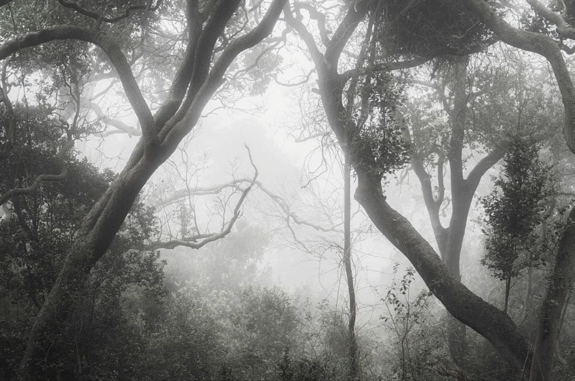 Bosque nativo con troncos y ramas retorcidas entre niebla; blanco y negro. Tierra #S11, fotografía de Cristian Letelier, edición limitada