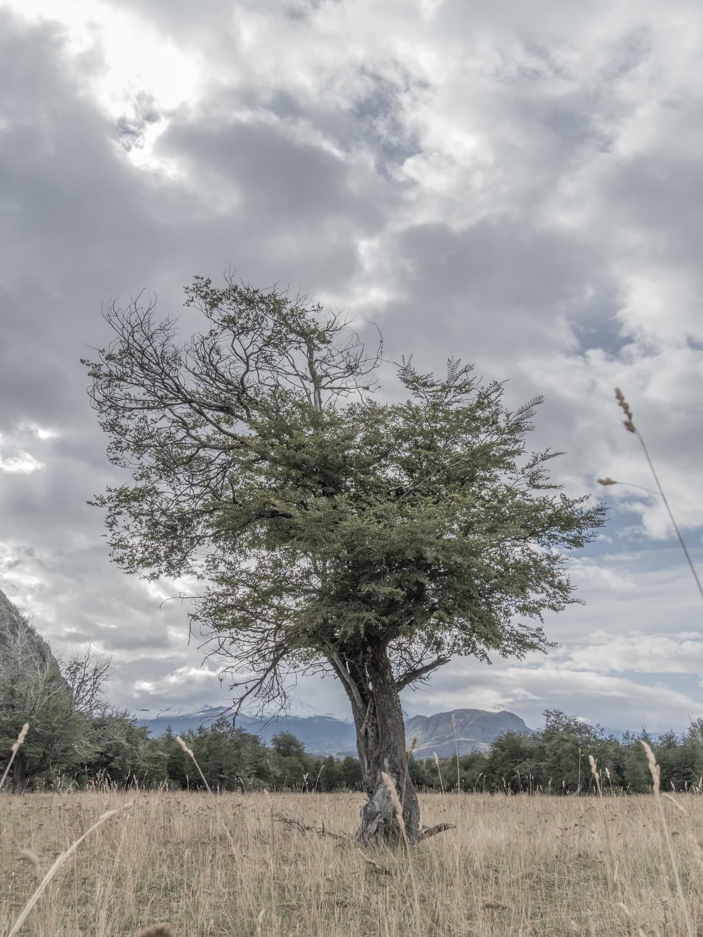 Árbol solitario en pradera seca bajo cielo nublado, montañas lejanas; formato vertical; color. Tierra #S14, fotografía de Cristian Letelier, edición limitada
