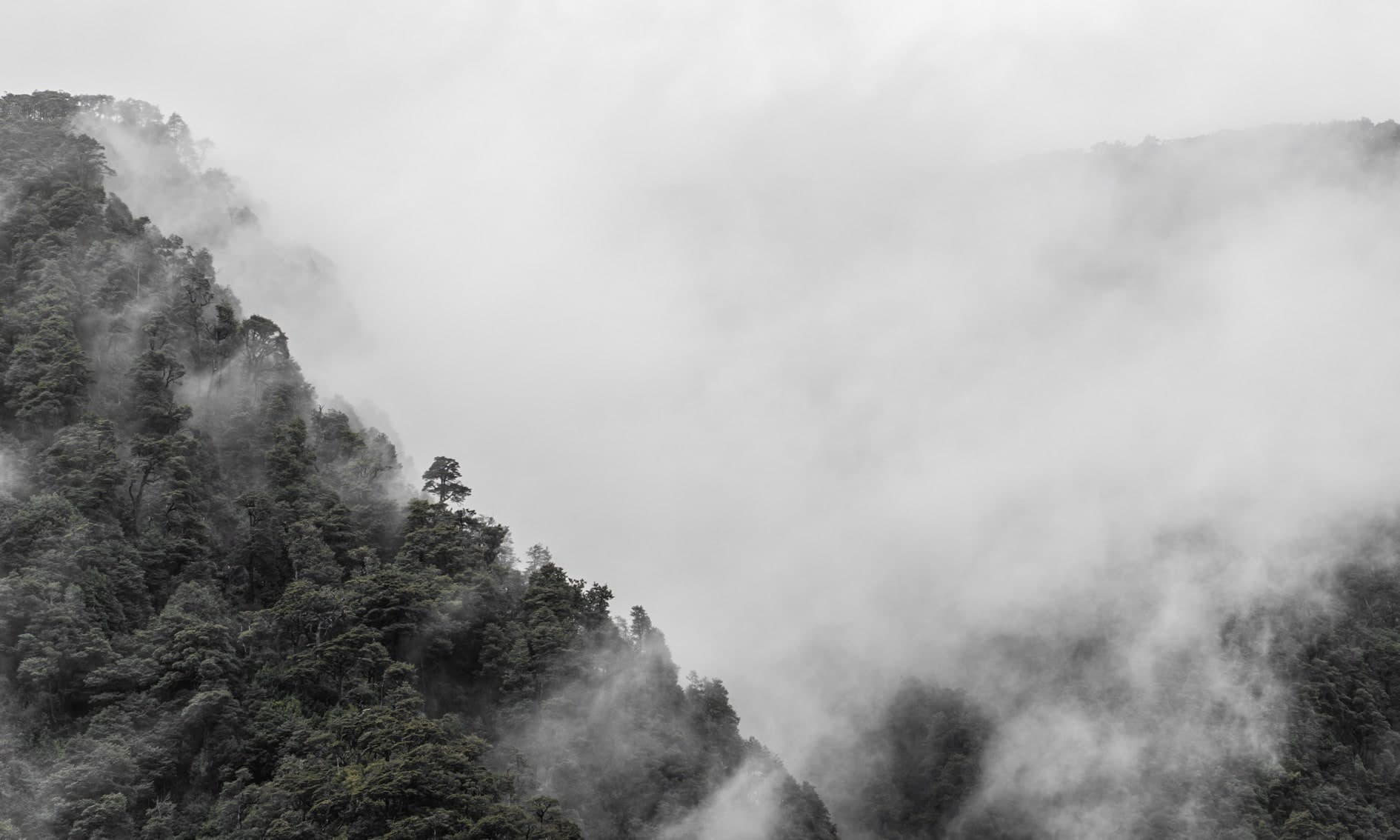 Ladera boscosa a la izquierda desapareciendo en niebla blanca; tonos grises. Tierra #S15, fotografía de Cristian Letelier, edición limitada