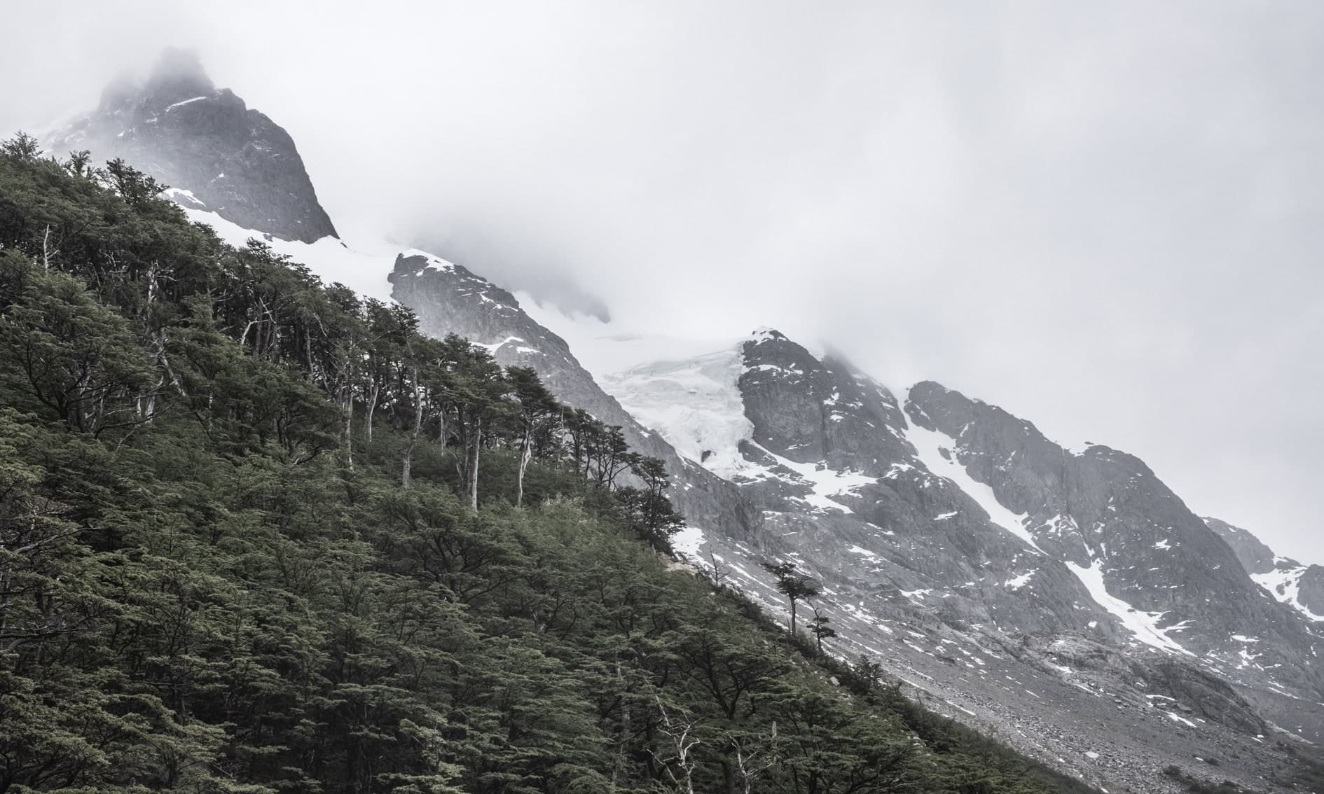 Ladera de bosque con glaciar y montañas nevadas entre niebla; color desaturado. Tierra #S17, fotografía de Cristian Letelier, edición limitada