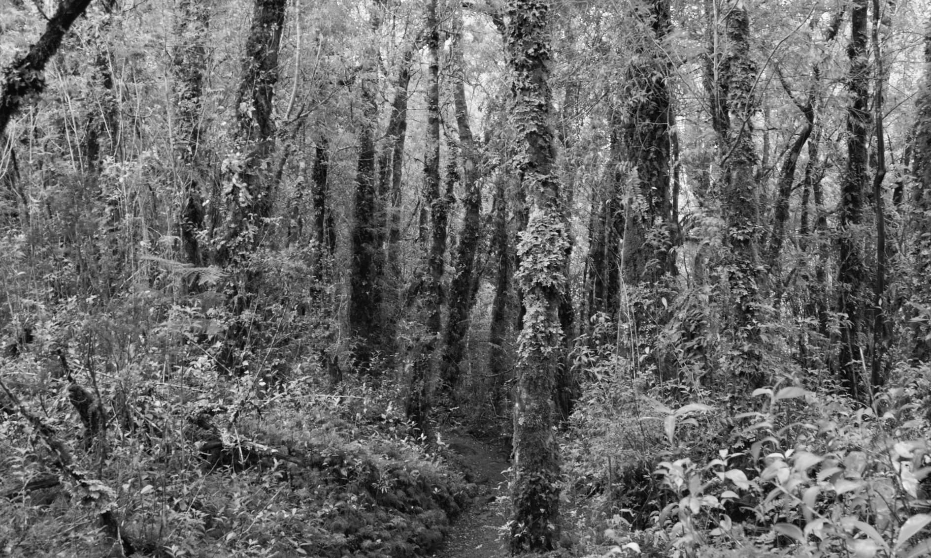 Bosque denso con troncos cubiertos de musgo y sendero central; blanco y negro. Tierra #S28, fotografía de Cristian Letelier, edición limitada