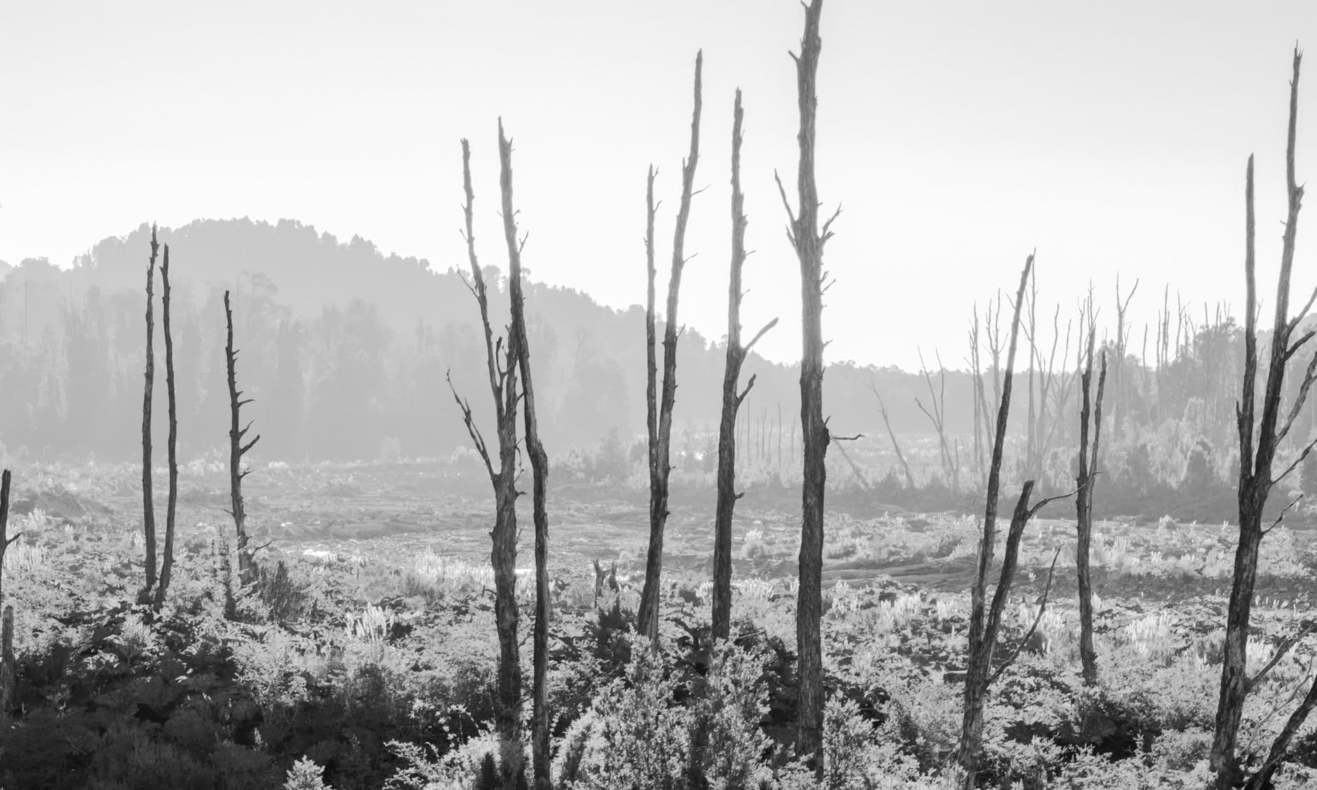 Troncos delgados de árboles muertos sobre bosque quemado con neblina; blanco y negro. Tierra #S29, fotografía de Cristian Letelier, edición limitada
