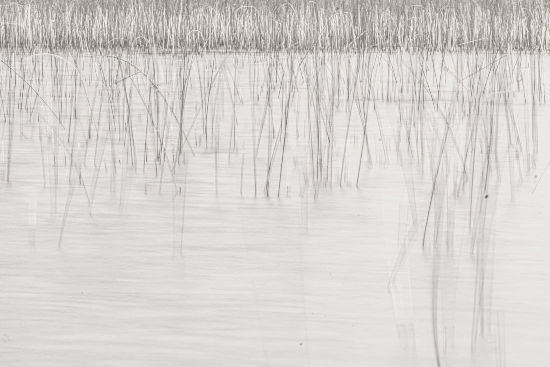 Juncos/totoras reflejados en agua calma, clave alta minimalista; blanco y negro. Tierra #S31, fotografía de Cristian Letelier, edición limitada