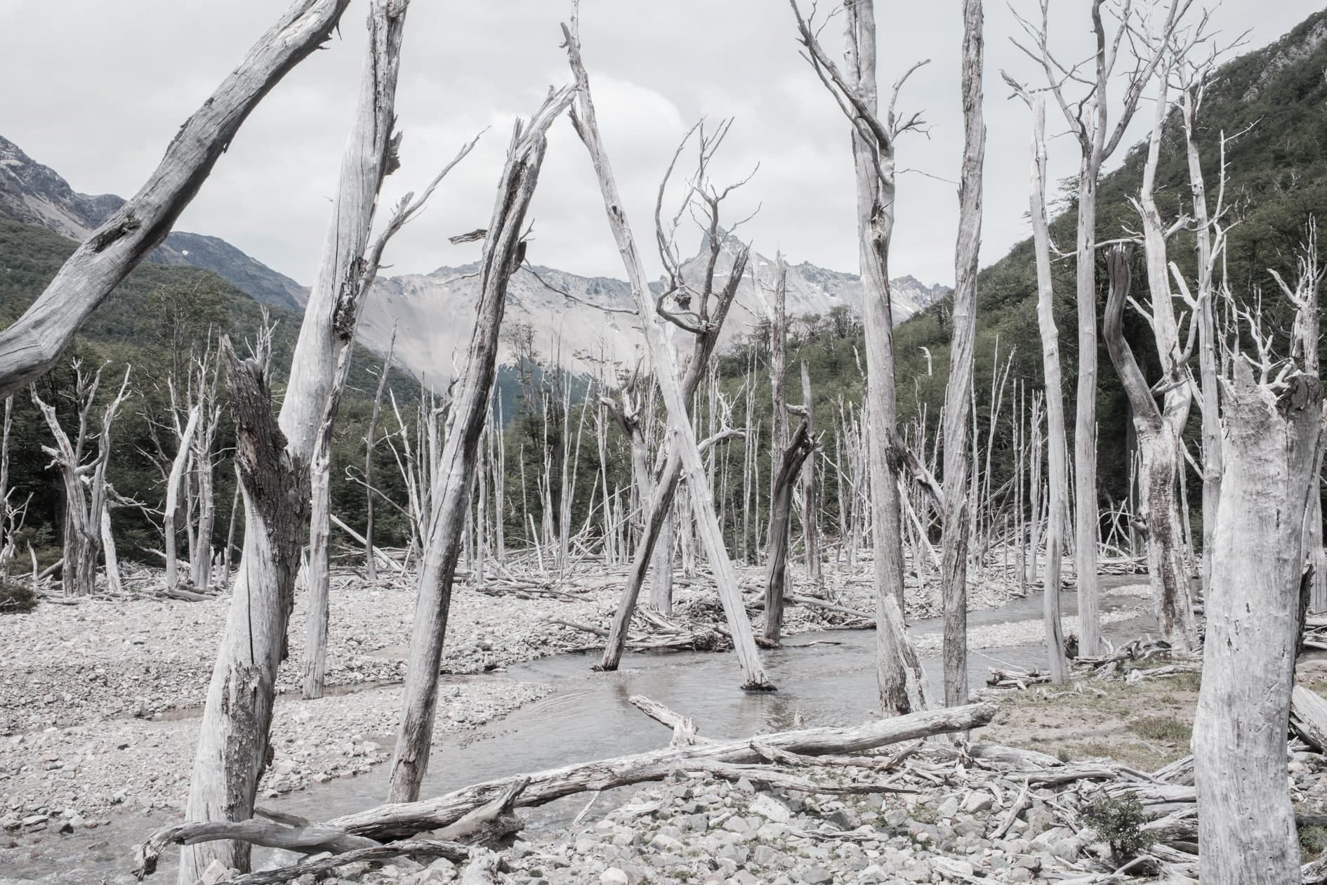 Bosque de árboles muertos blanquecinos junto a un río, montañas al fondo; color desaturado. Tierra #S7, fotografía de Cristian Letelier, edición limitada