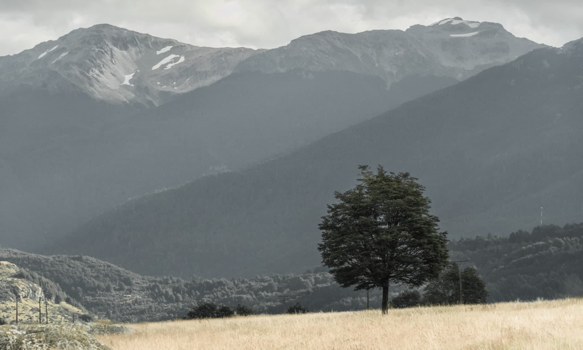 Árbol solitario frondoso en pradera seca con cordillera al fondo; color. Tierra #S8, fotografía de Cristian Letelier, edición limitada